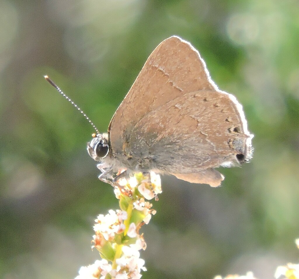 Satyrium tetra (Mountain Mahogany Hairstreak), California species
