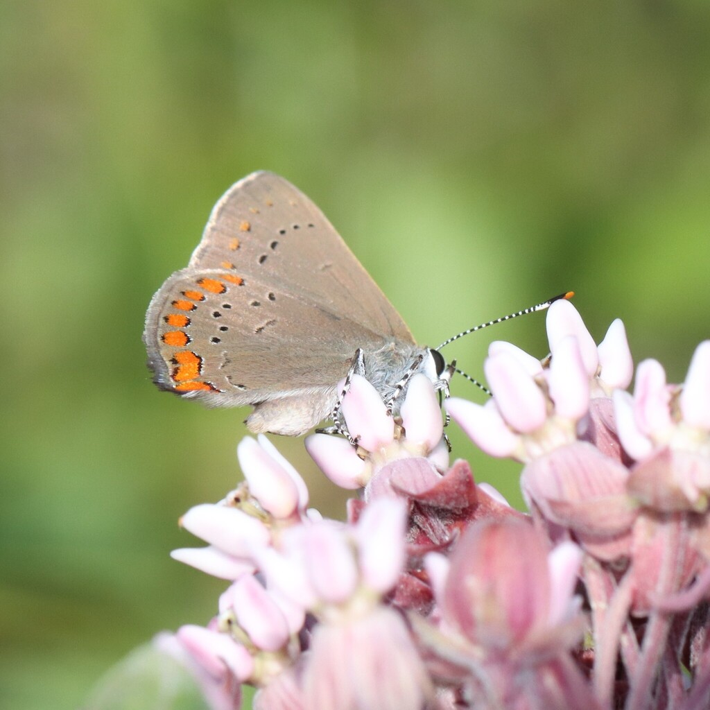 Satyrium titus (Coral Hairstreak), California species