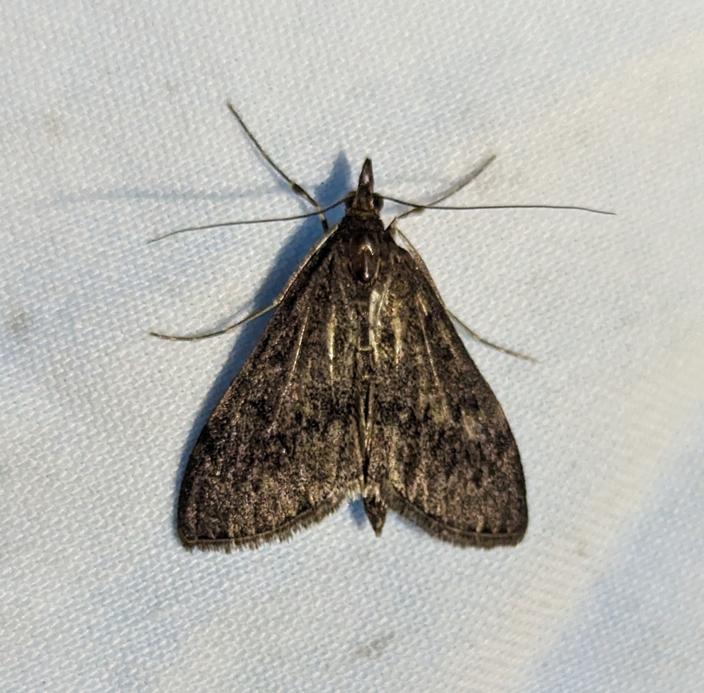 Saucrobotys fumoferalis (Dusky Saucrobotys Moth), California species