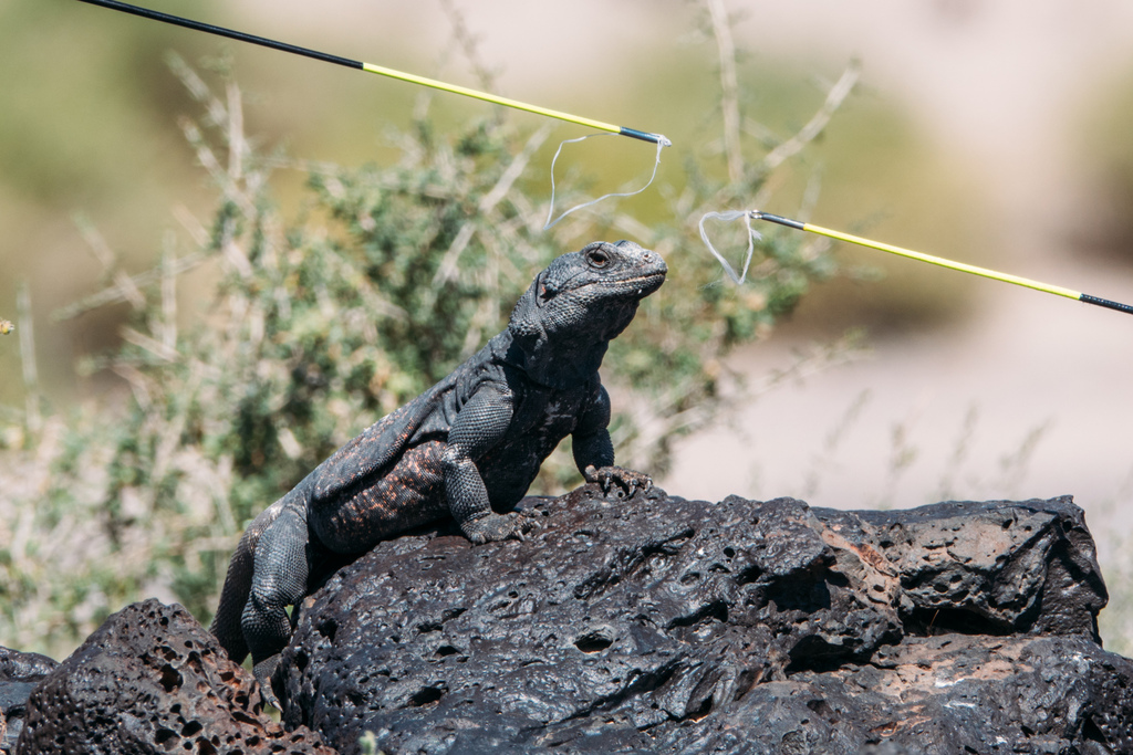 Sauromalus ater (Common Chuckwalla), California species
