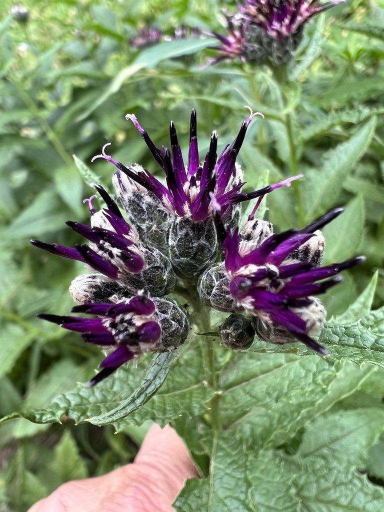 Saussurea americana (American saw-wort), native California herb