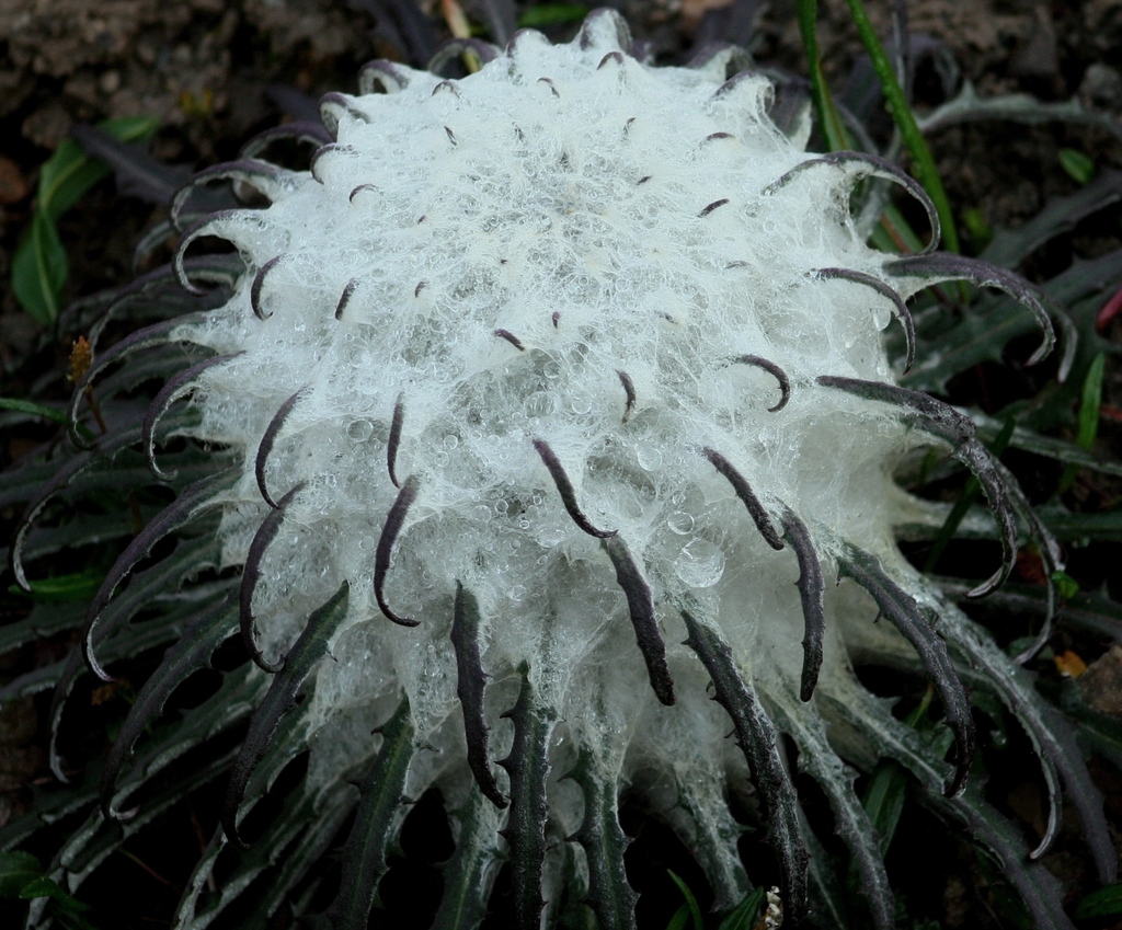Saussurea sp., native California perennial