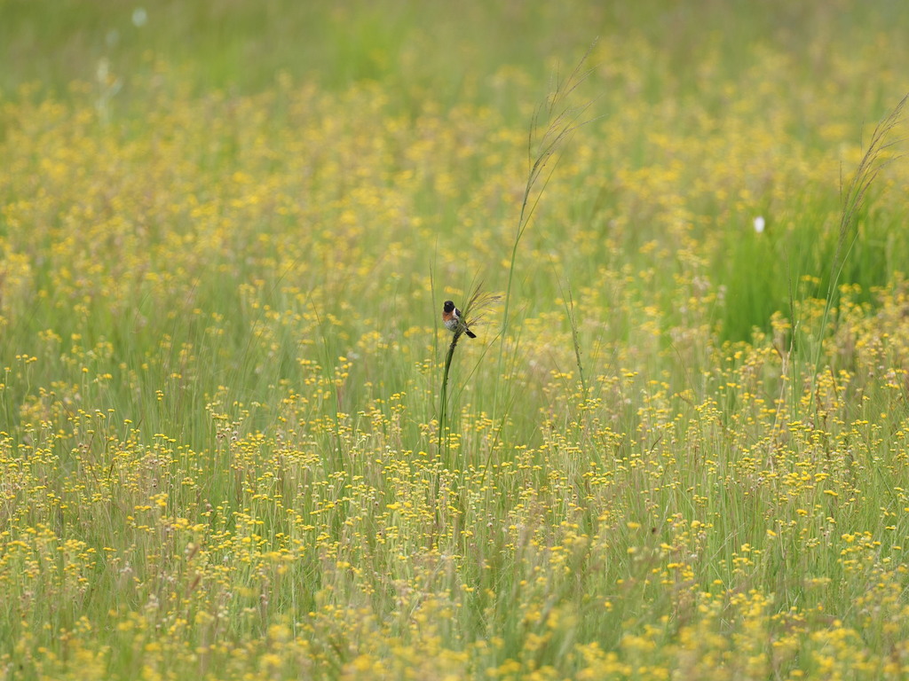 Saxicola torquatus (Stonechat), California species