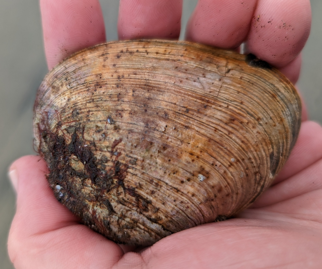 Saxidomus nuttalli (California Butterclam), California species
