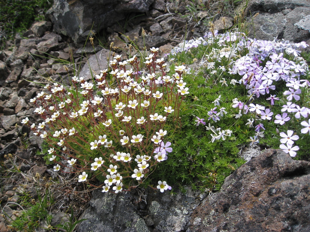 Saxifraga cespitosa (Tufted saxifrage), native California herb