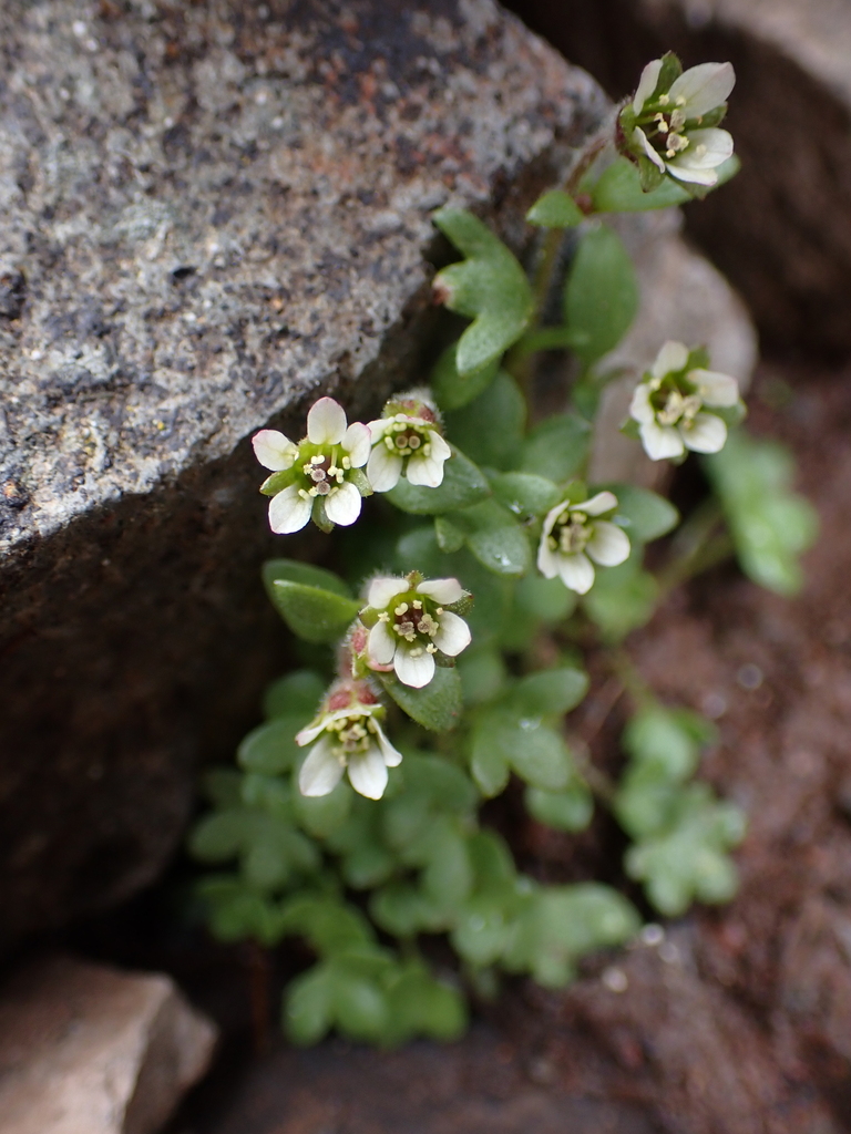 Saxifraga hyperborea (Pygmy saxifrage), native California herb