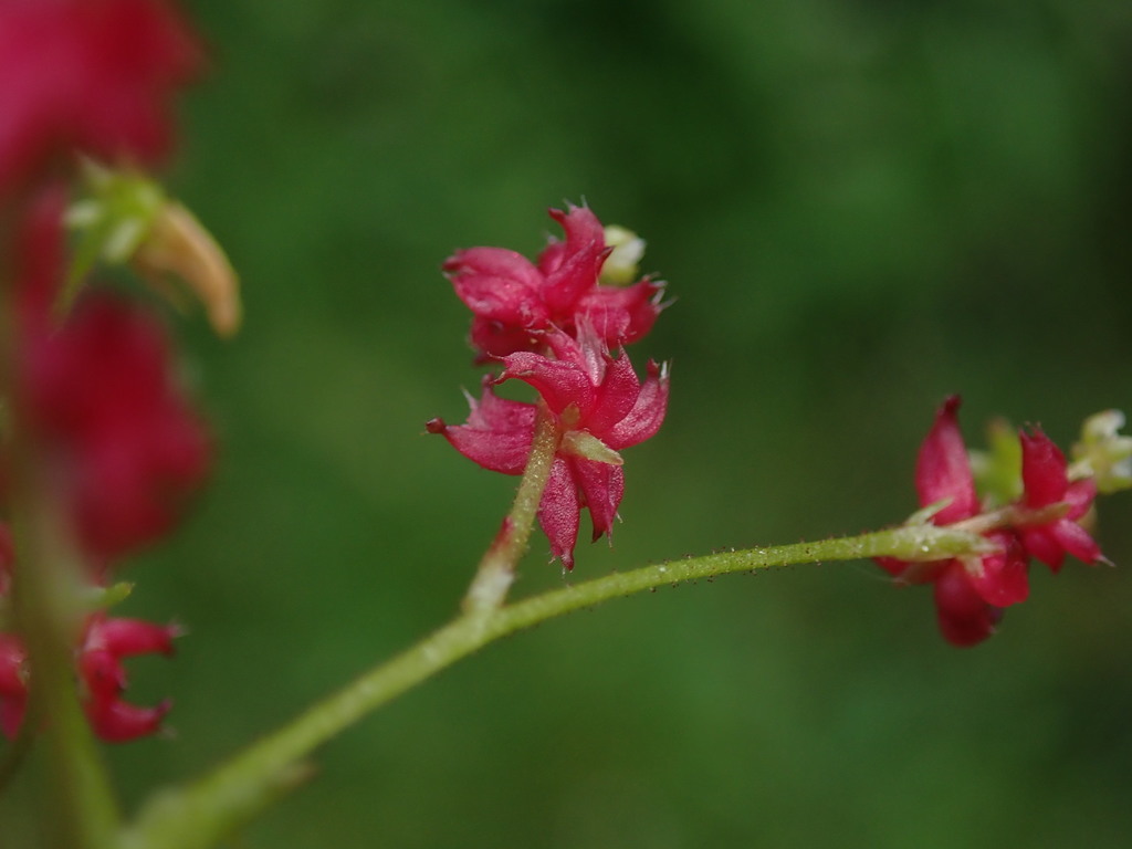 Saxifraga mertensiana (Wood saxifrage), native California herb