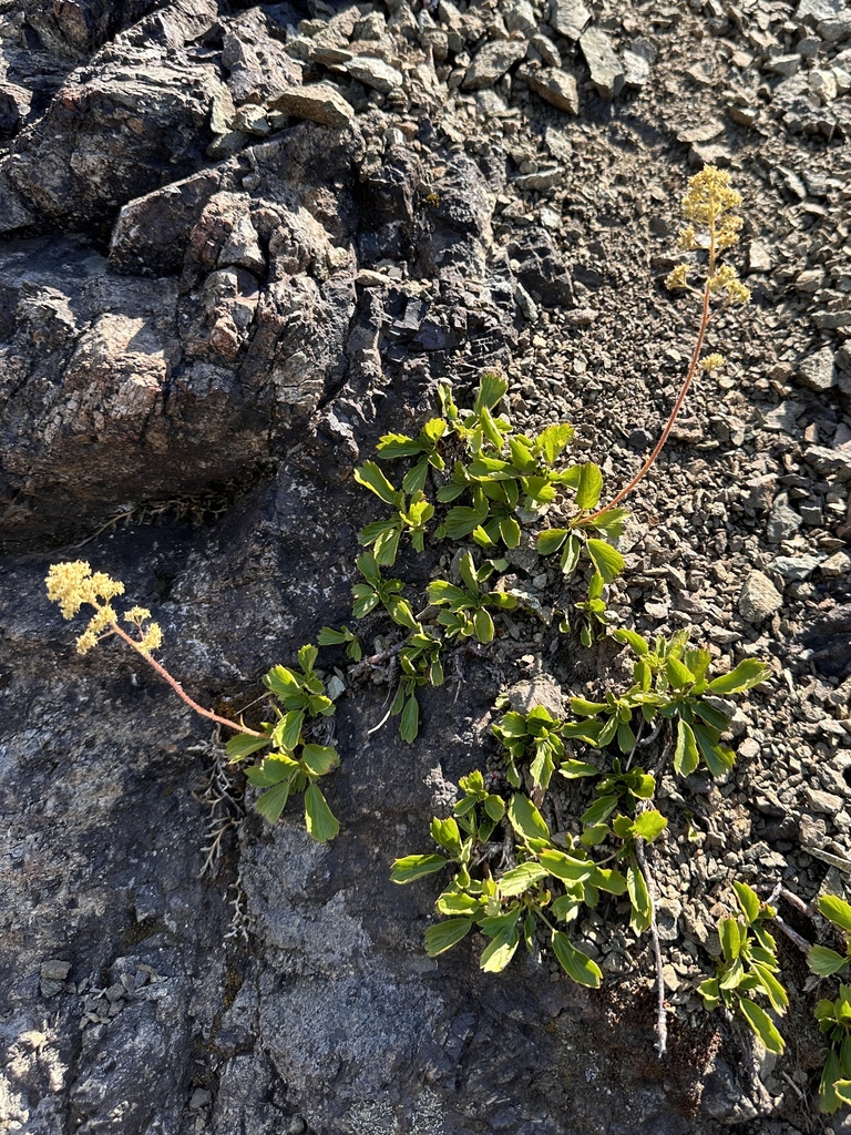 Saxifragopsis sp., native California perennial