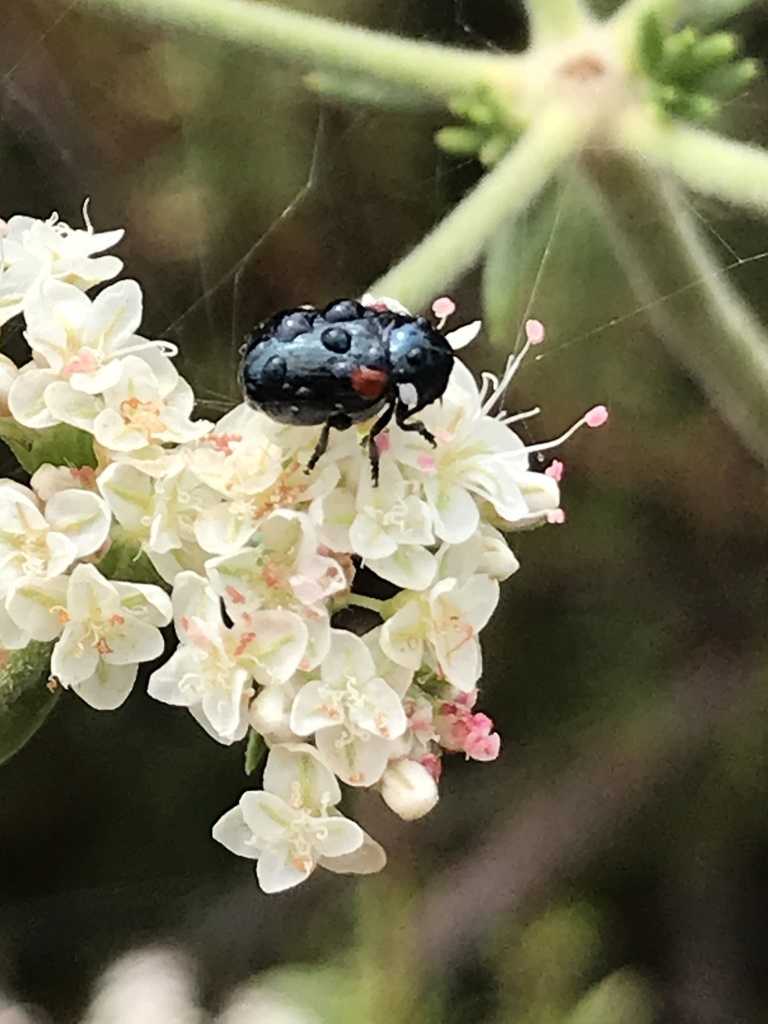 Saxinis saucia (Red-shouldered Leaf Beetle), California species