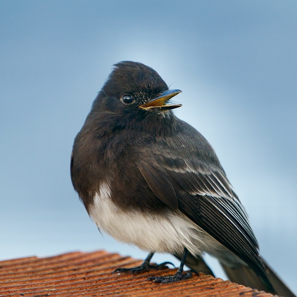 Sayornis nigricans (Black Phoebe), California species