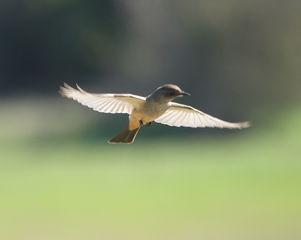 Sayornis saya (Say's Phoebe), California species