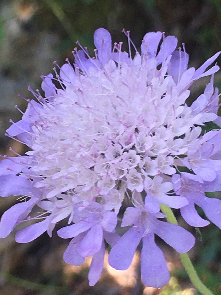 Scabiosa atropurpurea (Mourningbride), non-native California herb