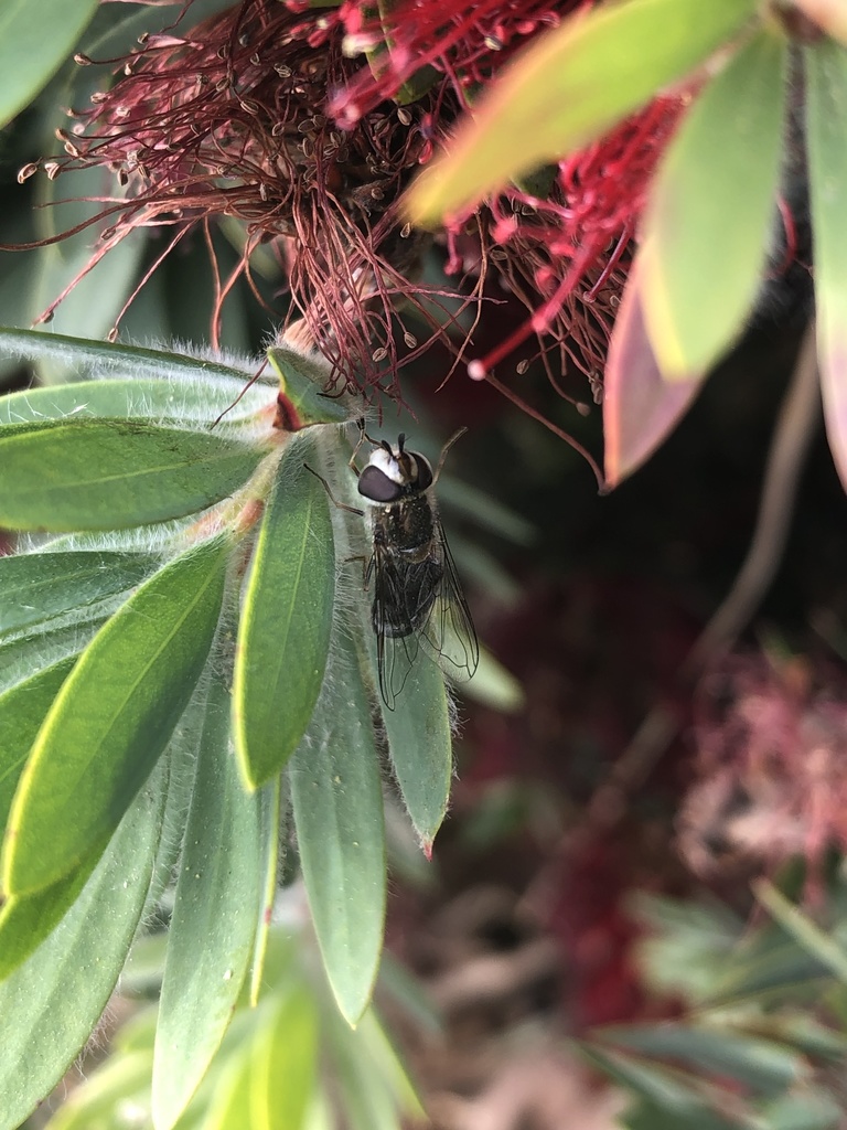 Scaeva affinis (White-bowed Smoothwing), California species