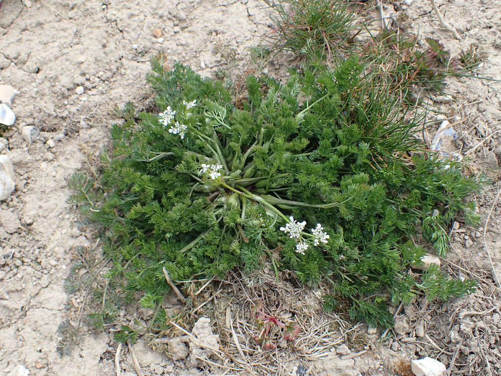 Scandix pecten-veneris (Venus' needle), non-native California herb