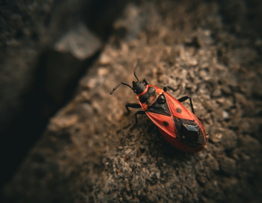 Scantius aegyptius (Mediterranean red bug), California species