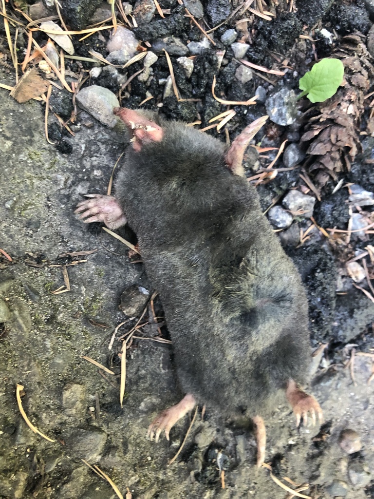 Scapanus orarius (Coast Mole), California species