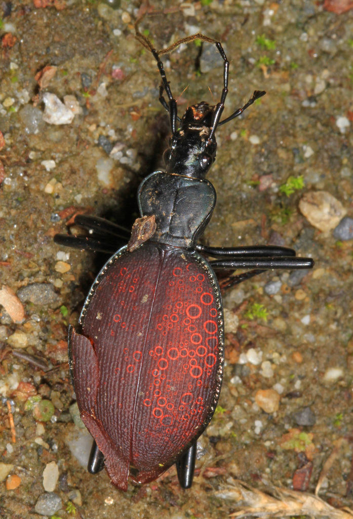 Scaphinotus behrensi (Behrens' Snail- Eating Beetle), California species