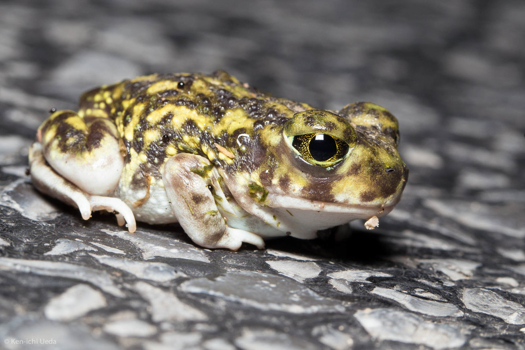 Scaphiopus couchii (Couch's Spadefoot), California species