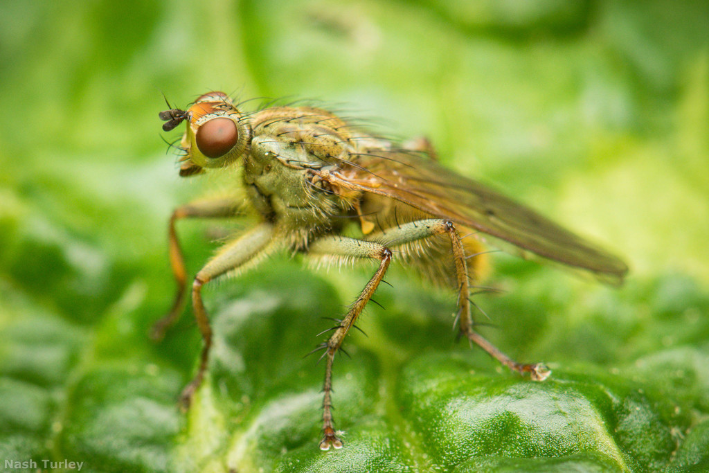 Scathophaga stercoraria (Golden Dung Fly), California species