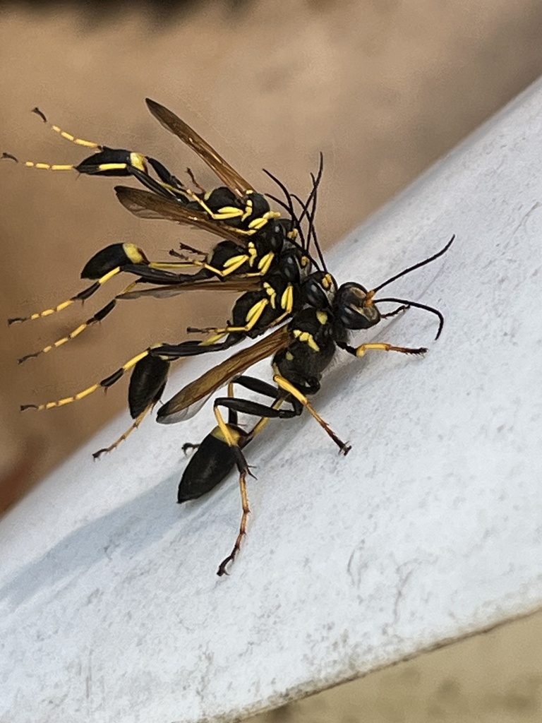 Sceliphron caementarium (Yellow-legged Mud-dauber Wasp), California species