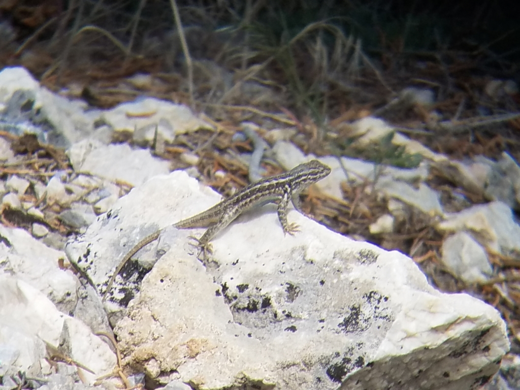 Sceloporus graciosus graciosus (Northern Sagebrush Lizard), California species