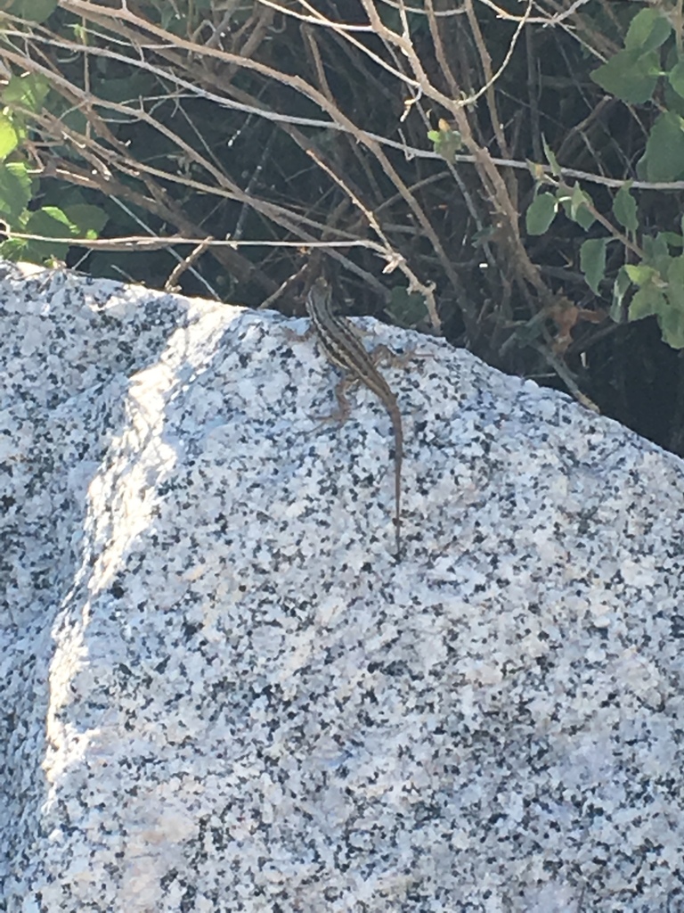 Sceloporus graciosus (Common Sagebrush Lizard), California species