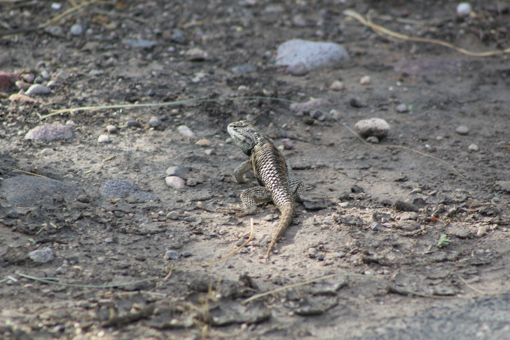 Sceloporus magister (Desert Spiny Lizard), California species
