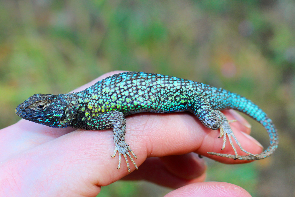 Sceloporus occidentalis (Western Fence Lizard), California species