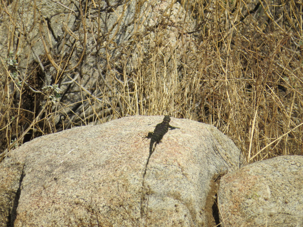 Sceloporus orcutti (Granite Spiny Lizard), California species