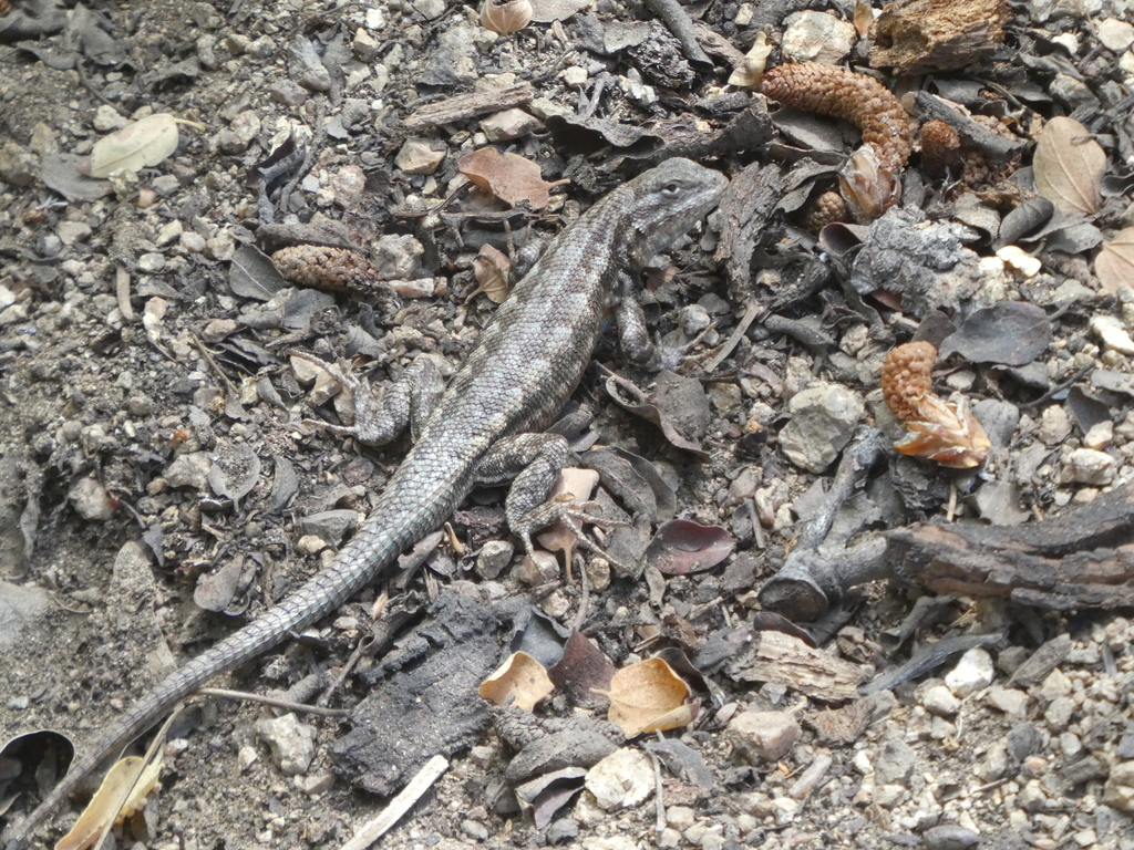 Sceloporus vandenburgianus (Southern Sagebrush Lizard), California species