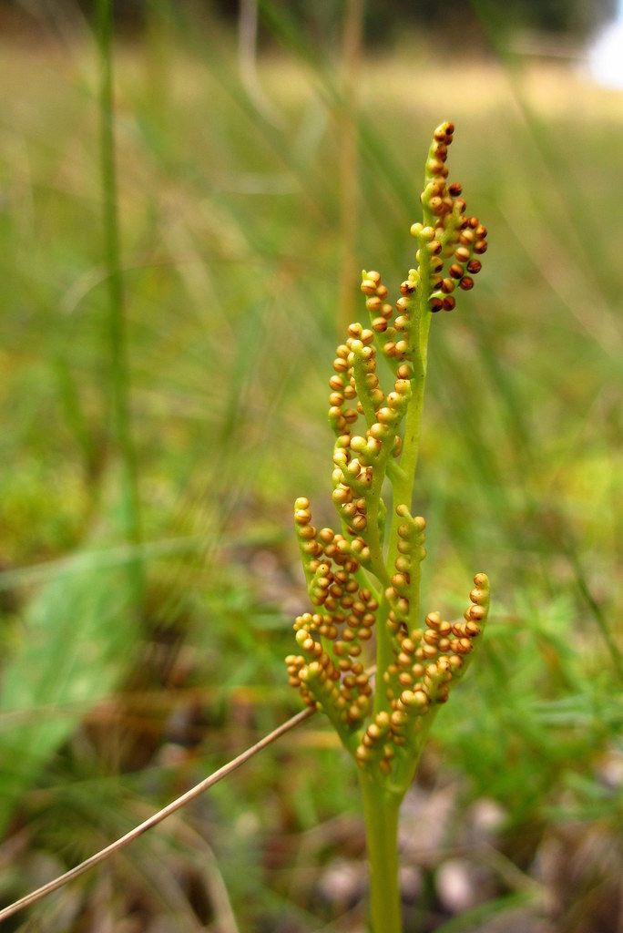 Sceptridium multifidum (Leather grape-fern), native California herb