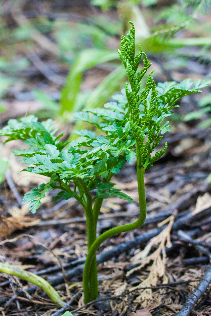 Sceptridium sp. (Grape-fern), native California perennial