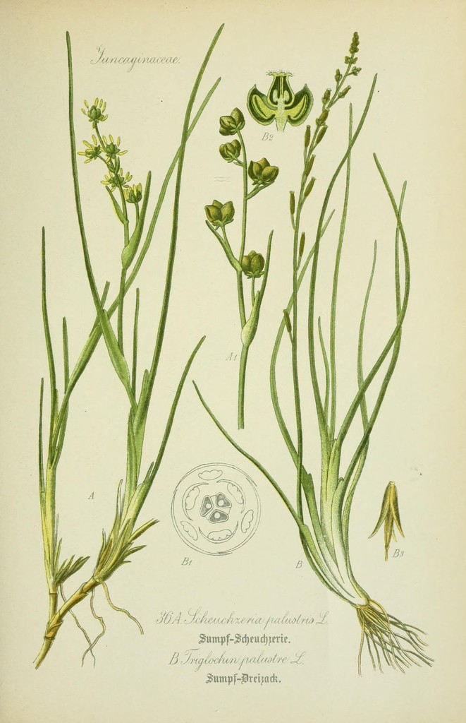 Scheuchzeria palustris (Scheuchzeria), native California herb