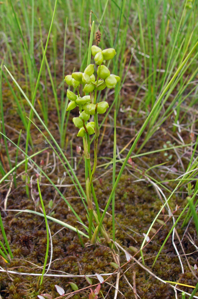Scheuchzeria sp., native California perennial