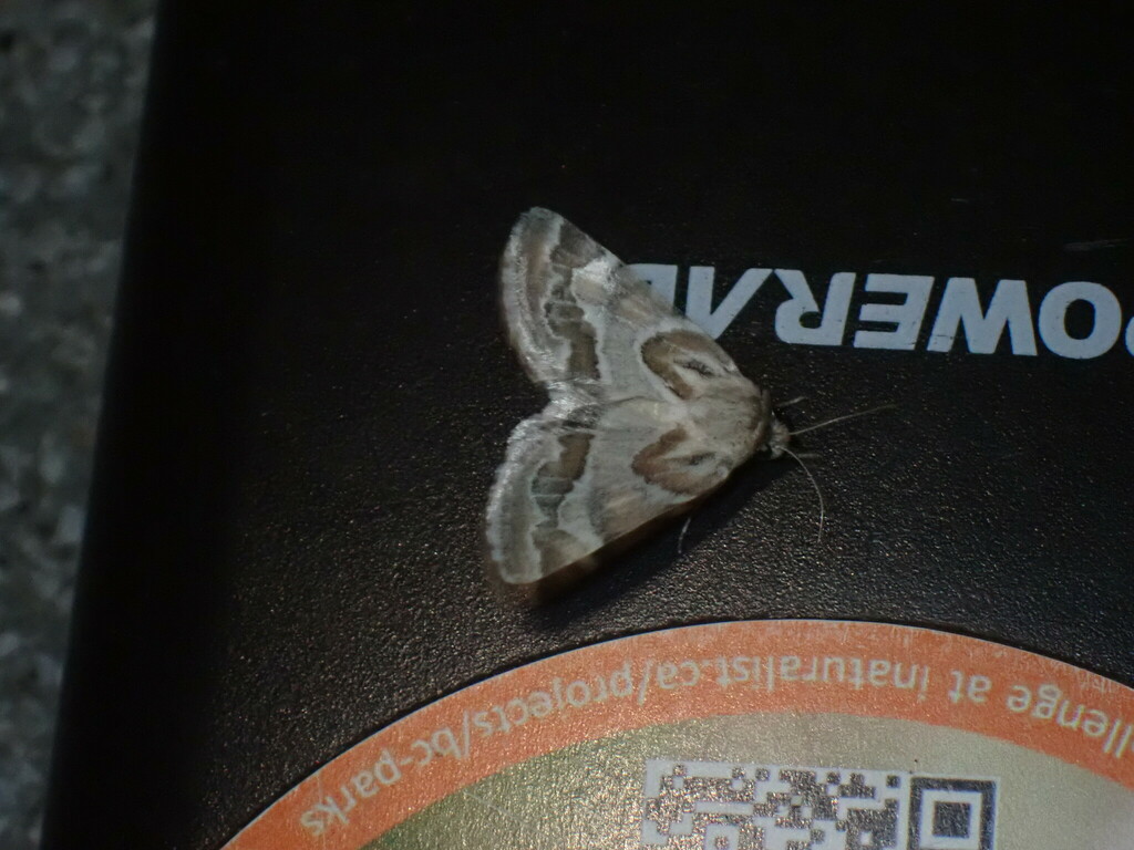 Schinia acutilinea, California species
