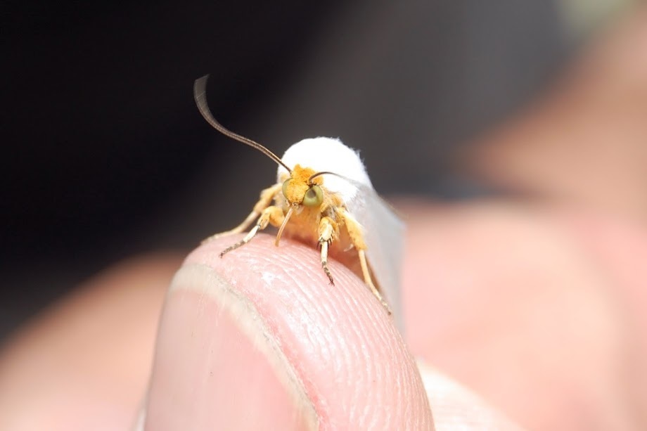 Schinia macneilli, California species