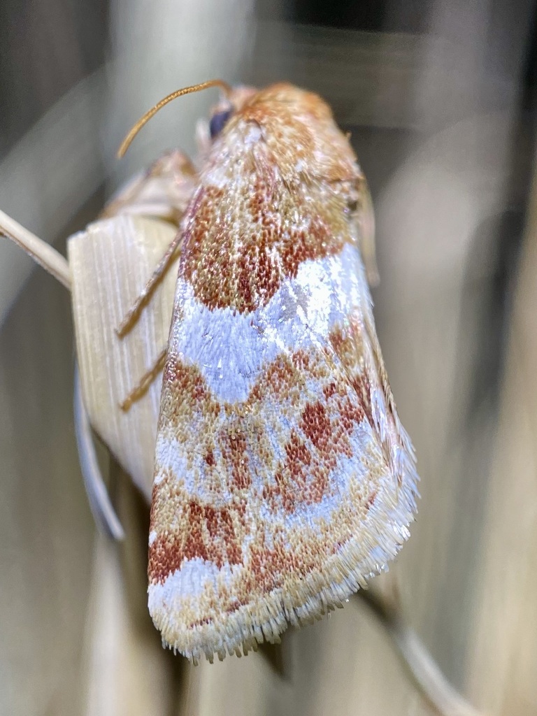 Schinia argentifascia, California species