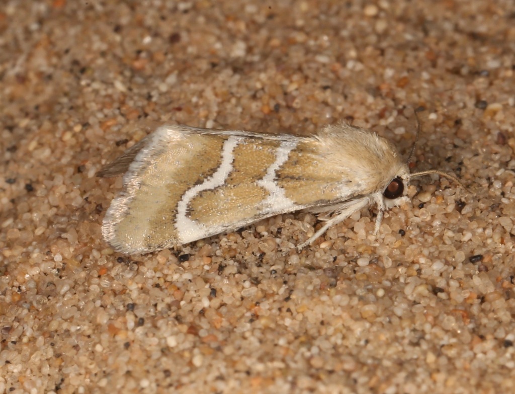 Schinia biundulata, California species