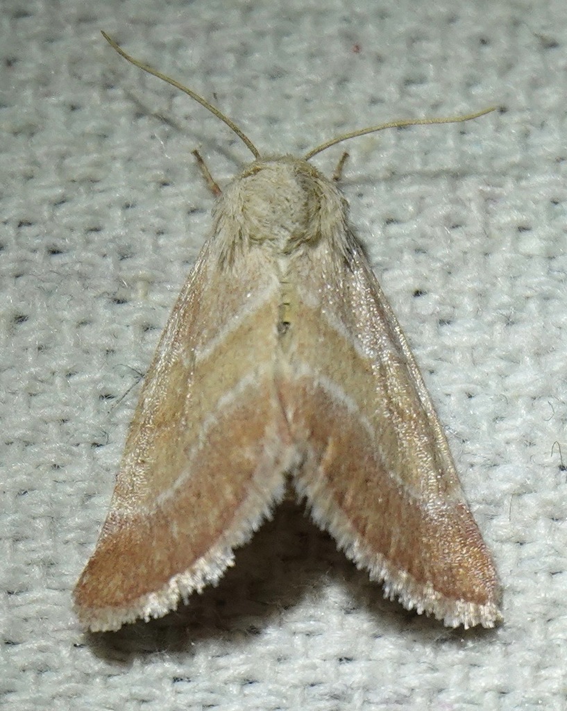 Schinia buta, California species