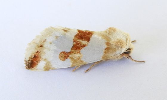 Schinia ciliata, California species