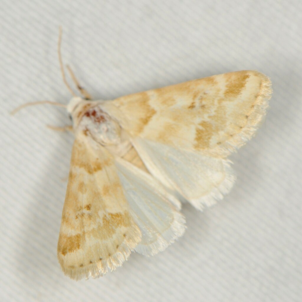 Schinia coercita, California species