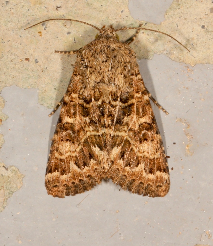 Schinia crotchii, California species