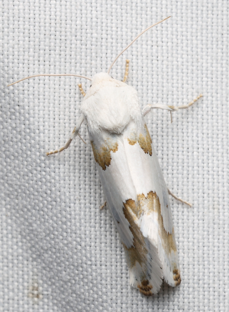 Schinia cumatilis, California species
