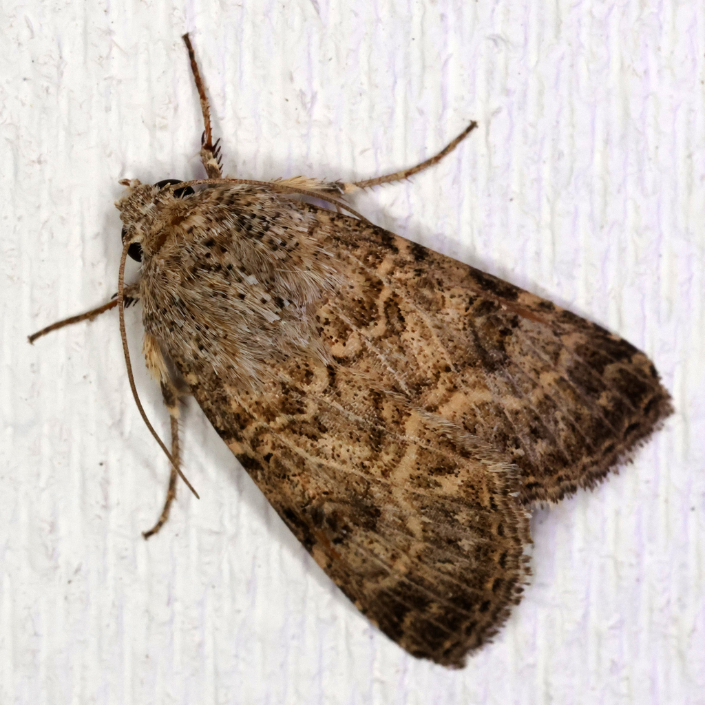 Schinia cupes, California species