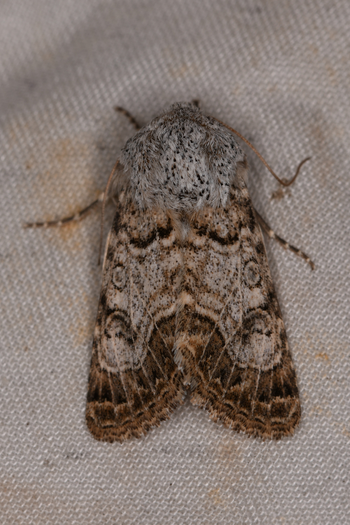 Schinia deserticola, California species