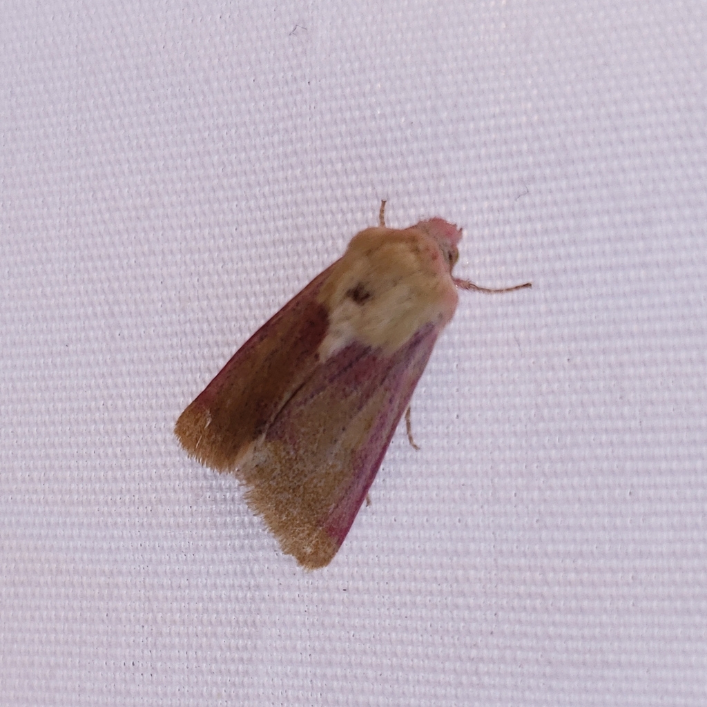 Schinia felicitata, California species