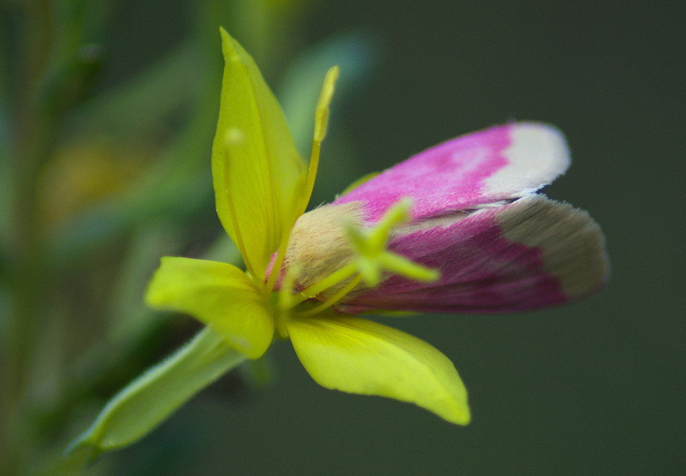 Schinia florida (Primrose Moth), California species