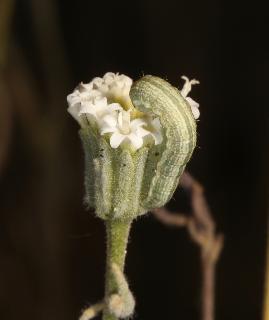 Schinia graefiana, California species