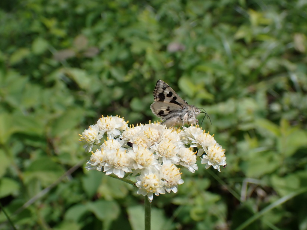 Schinia honesta, California species