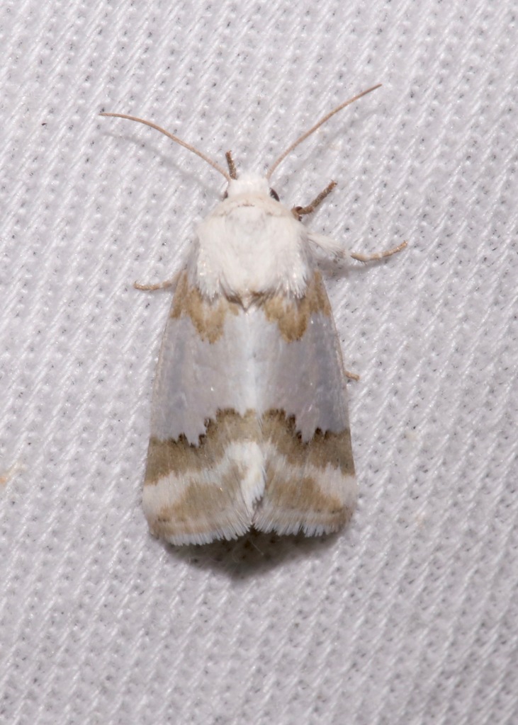 Schinia hulstia, California species